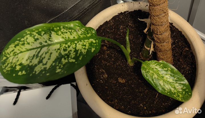 Диффенбахия