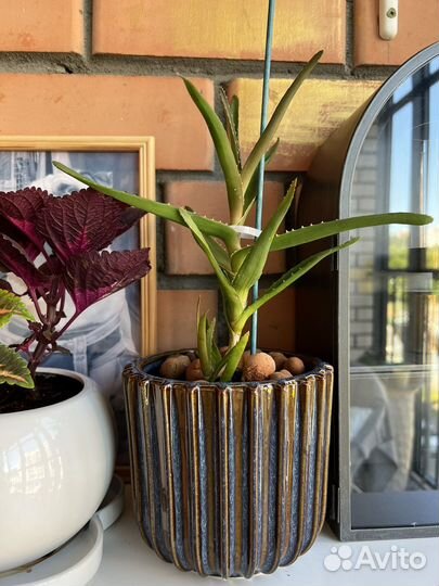 Алоэ из италии