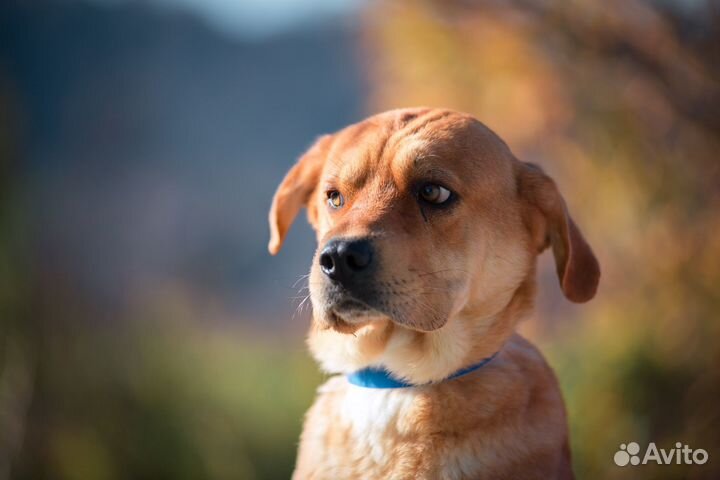 Зевс метис шарпея