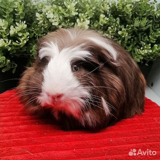 Коронет, длинношерстная морская свинка