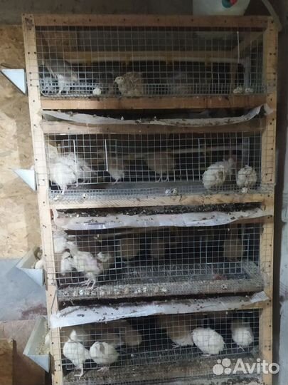 Перепелки несушки