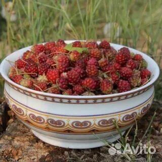 Княженика сортовая