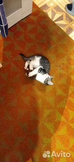 Котик