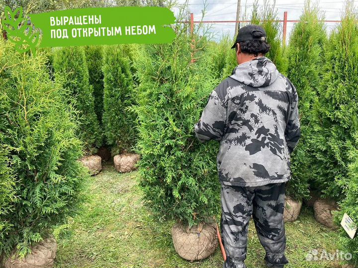 Саженцы Туя Брабант 180-200 см с гарантией