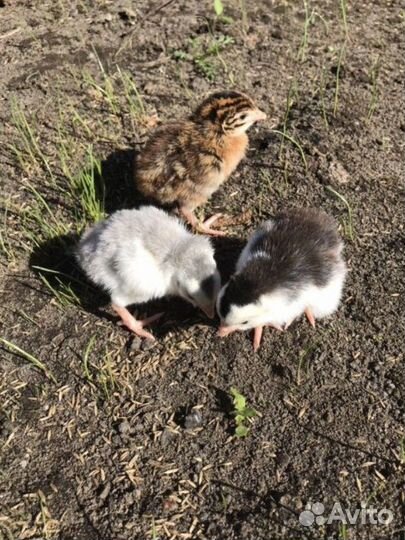 Цыплëнок цесарки