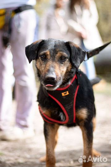 Собака в добрые руки маленькая порода
