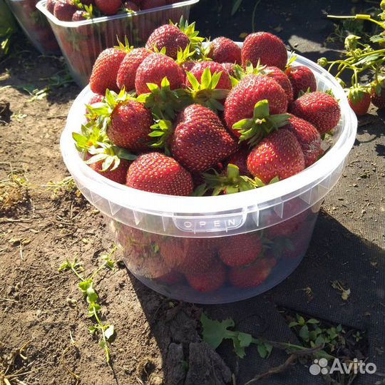 Рассада клубники (виктория) с закрытой корневой