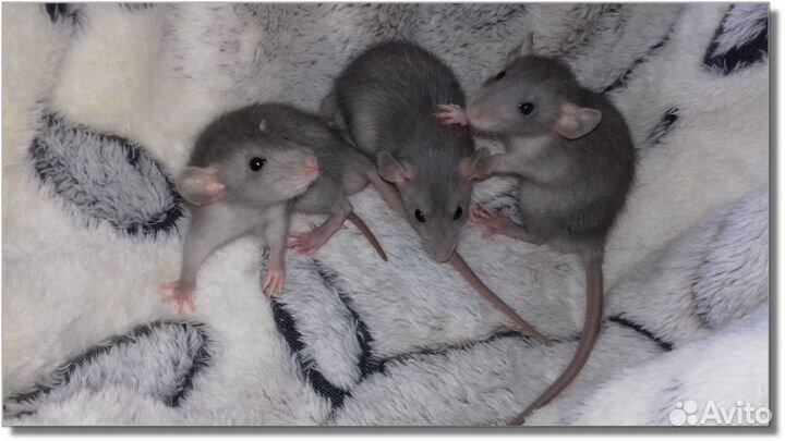 Крысята Дамбо голубые крысы норковые питомник