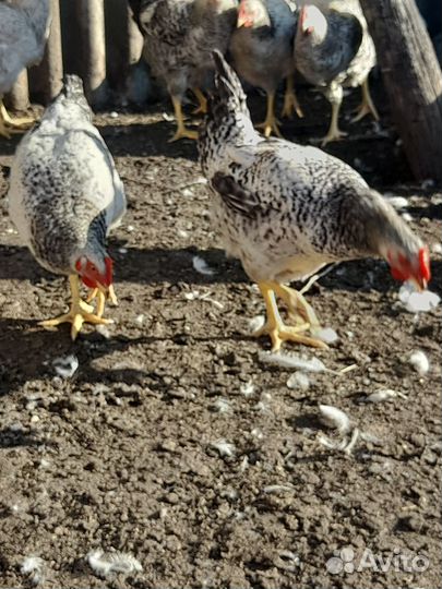 Молодые петушки