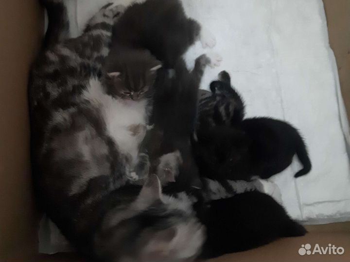 Британская