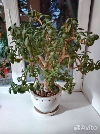 Крассула толстянка