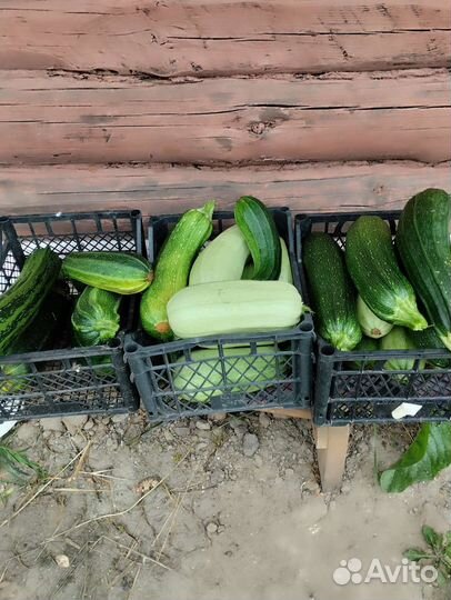 Кабачки домашние