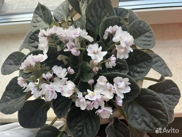 Фиалка (сенполия) махровая