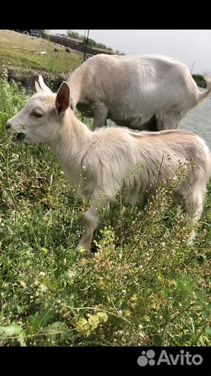 Зааненские козочки