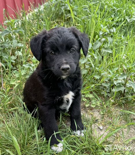 Щенки в добрые руки даром