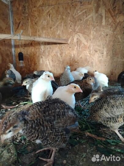 Гуси, фазаны, перепёлки, петухи