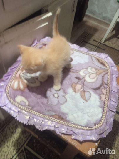 Котёнок мальчик в добрые руки