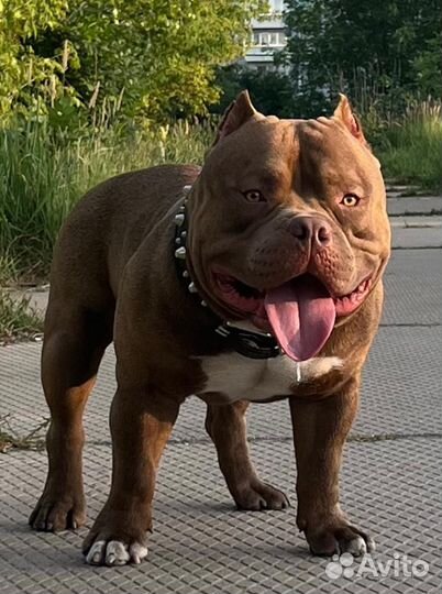 Щенок Американского Булли