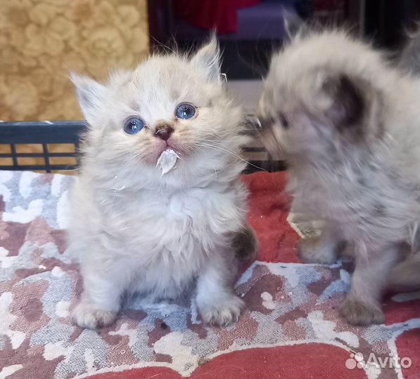 Отдам в добрые руки