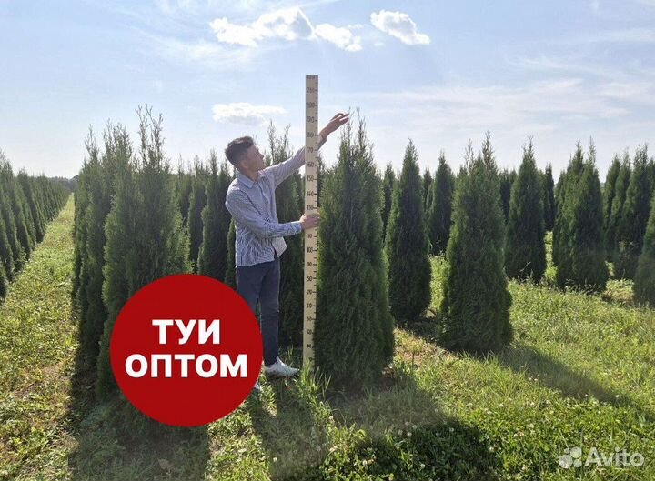 Туя смарагд рост 204,5 см /опт 150 шт