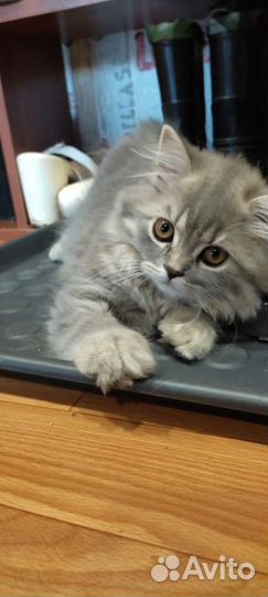 Кошки шотландцы