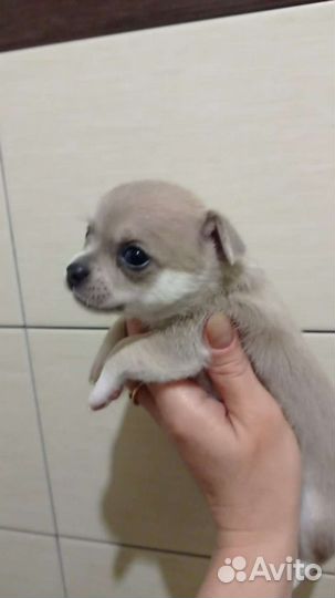 Маленькая собака#мини чихухуа