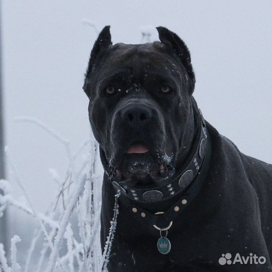Кане Корсо для вязки