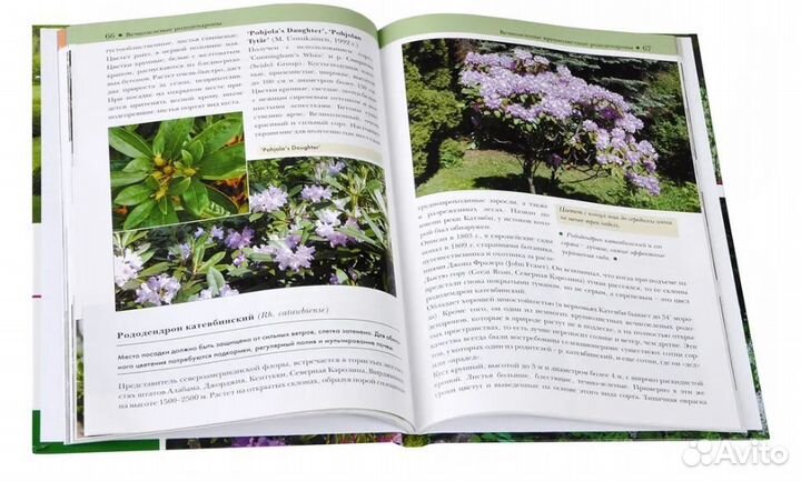 Рододендроны и вересковые (обновлено)