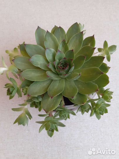 Традесканция рео и каменная роза