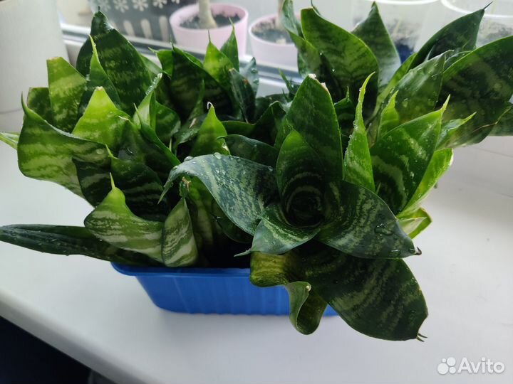 Сансевиерия Ханни