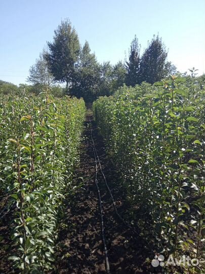 Саженцы плодовых деревьев