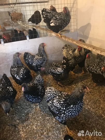 Инкубационные яйца