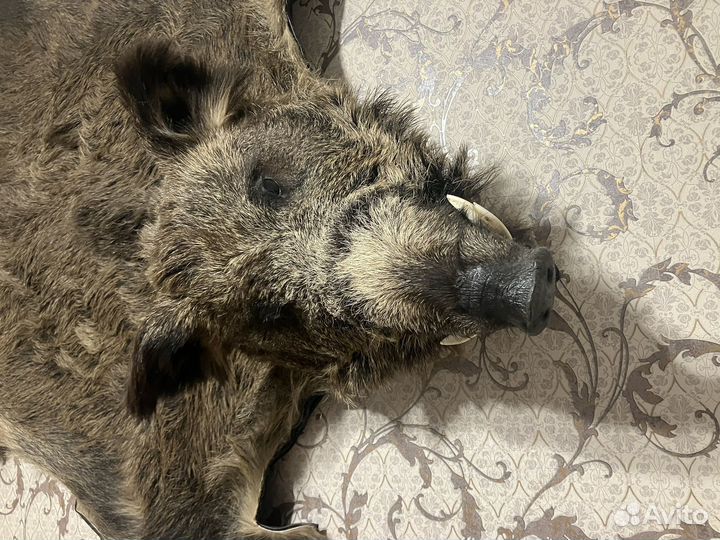 Шкура кабана с головой