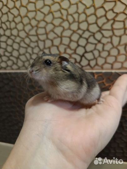 Джунгарский хомяк