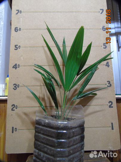 Пальмы: Хамеропс и Трахикарпус - сеянцы и саженцы