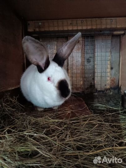 Крольчата Ризен