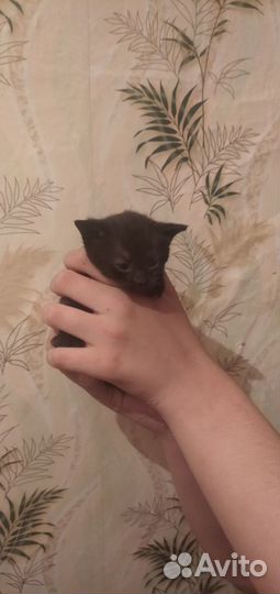 Котята в добрые руки даром