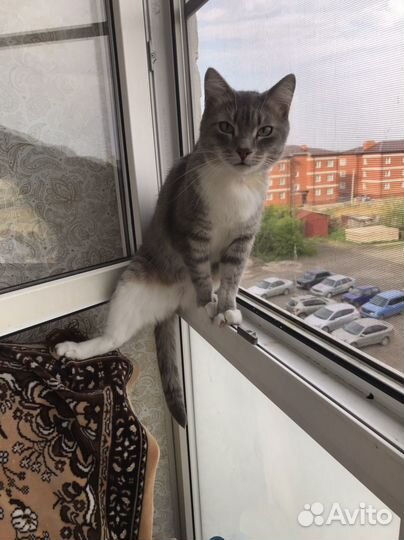 Красивый кот Матроскин