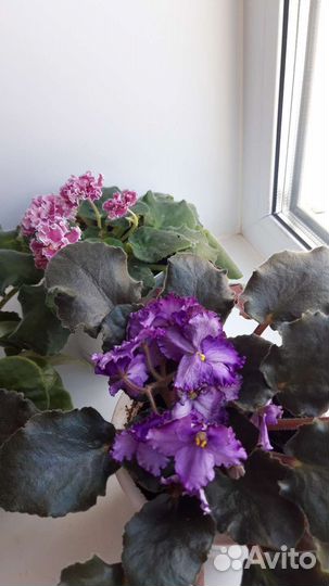 Фиалка в горшках