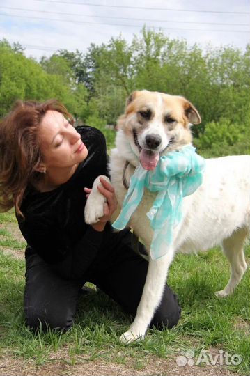 Собака в добрые руки отдам бесплатно