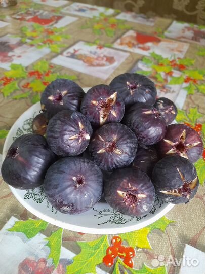 Саженцы инжира