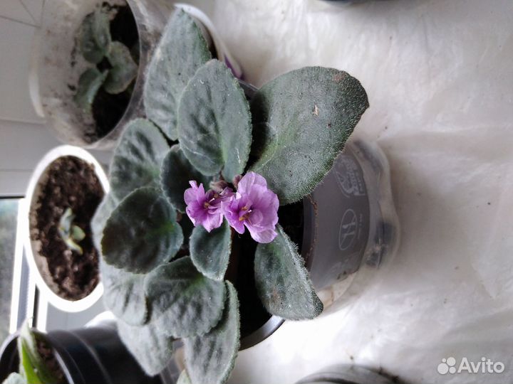 Фиалка сортовая