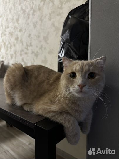 Кот для вязки смешанная порода