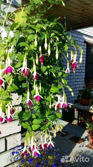 Глоксиния и Фуксия ампильная