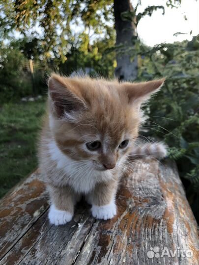 Бездомные котята