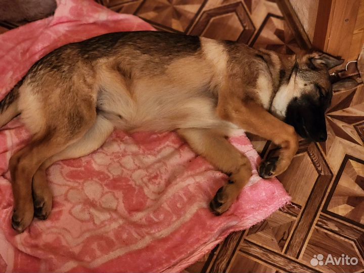 Собаки бесплатно