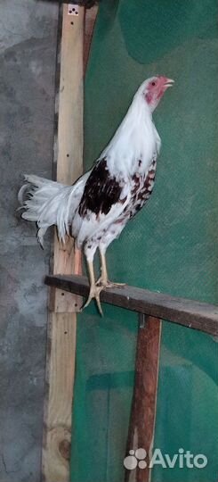 Петухи Йокогама