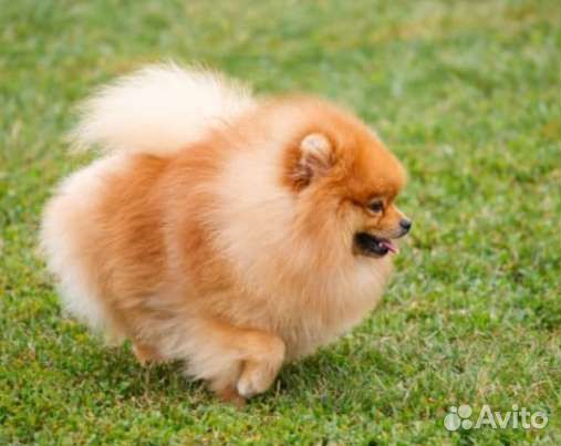 Вязка Померанский шпиц