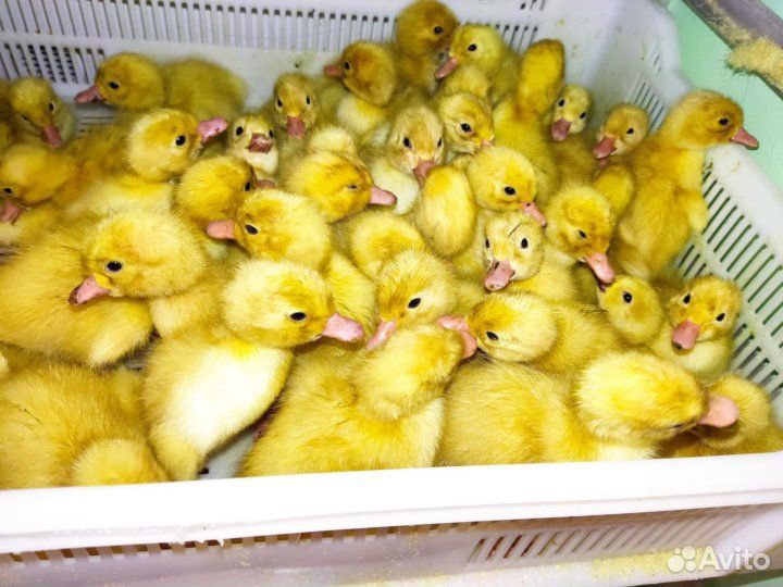 Цыплята ломан браун,утята