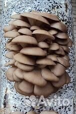 Зерновой мицелий вешенки М5